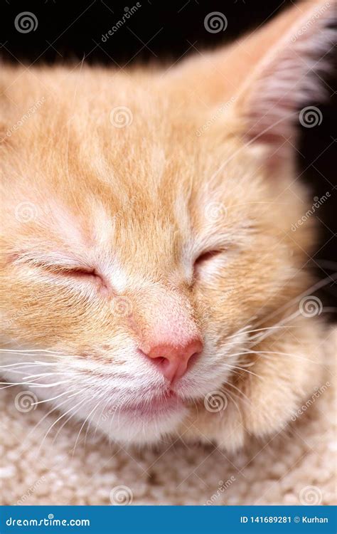 Sleeping ginger cat stock image. Image of feline, small - 141689281