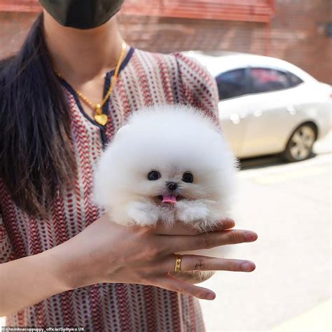 Smallest Pomeranian Ever