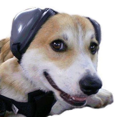 Hearing Protection for Dogs You wear ear protection in the cockpit ...