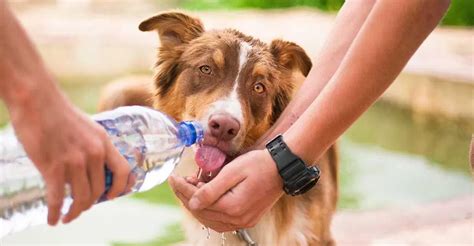 Heatstroke in dogs | Know the signs of heatstroke