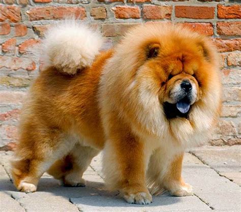 Lion Dog Hybrid