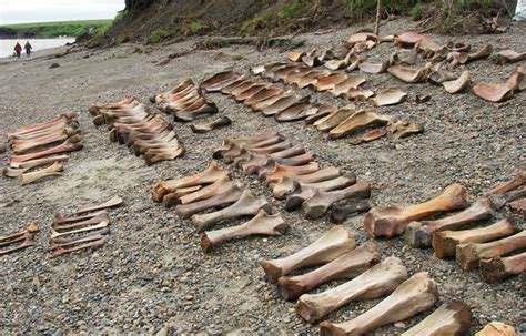 Excavated mammoth bones from Siberia. | Ancient, Paleolithic era, Mammoth