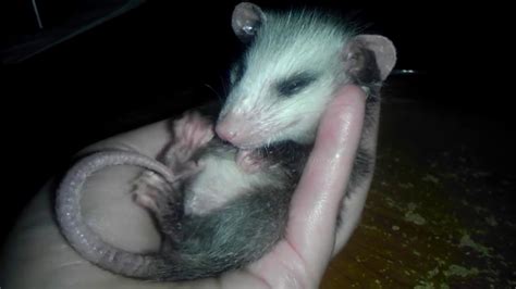 Sleeping Baby Opossum - YouTube