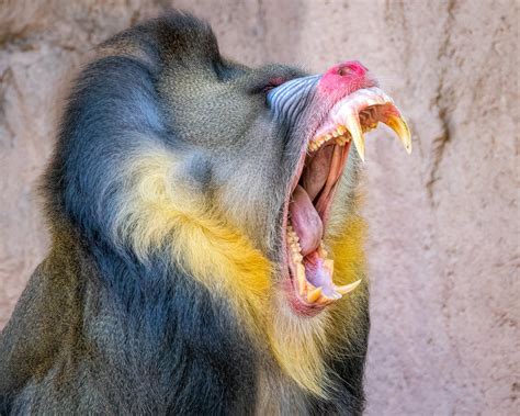 Mandrill Baboon Teeth