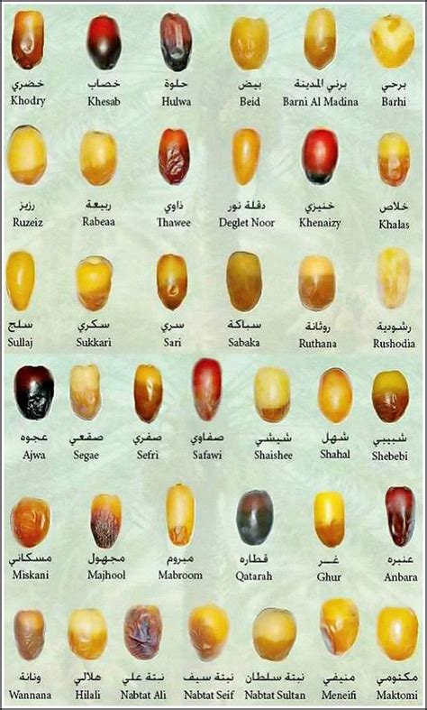 Best 25 Different Types of Dates in Saudi Arabia - Kurma Dates