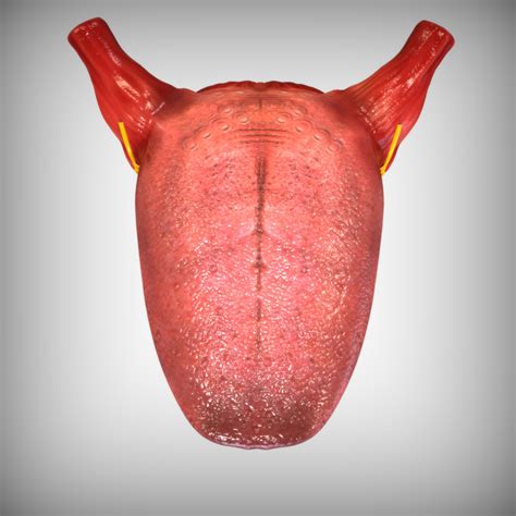 3d human tongue anatomy