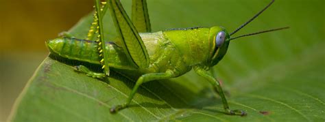 All About Grasshoppers | Grasshopper Killer | Habitat & Facts