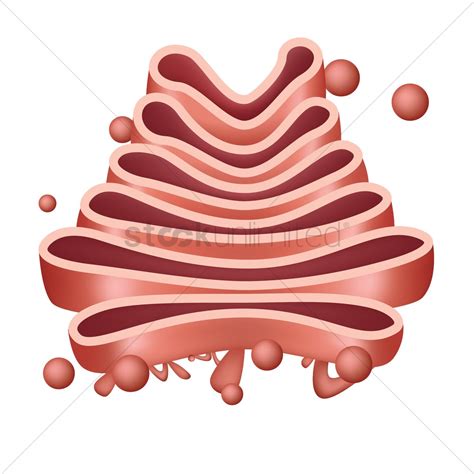 Golgi Bodies Drawing Easy Since it is fairly large compared to other ...