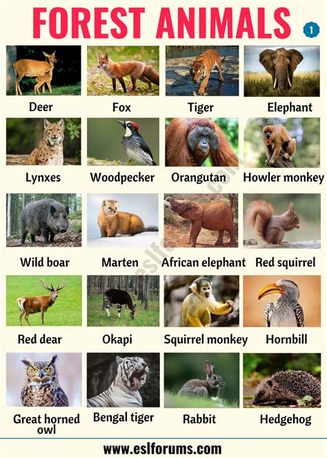 Pictures Of Animals That Live In The Forest - PictureMeta