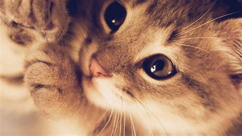 For , laptop. cute cat kitten nature, Cats and Kittens HD wallpaper ...