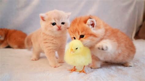 Very Cute Kittens Playing