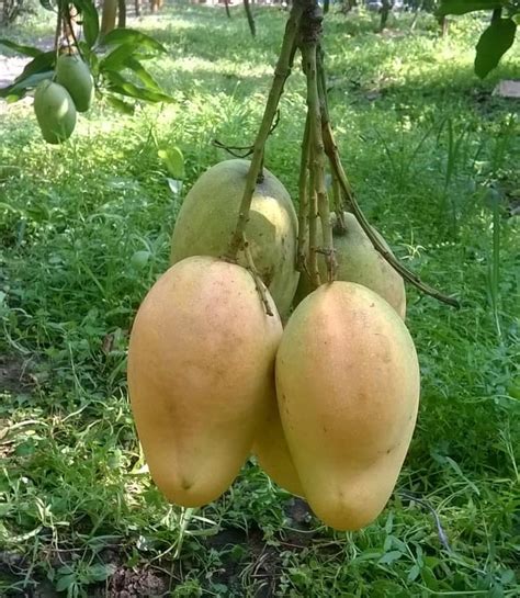 Bari 11 Mango Tree Plant-All Season all Bangladeh Delivery.