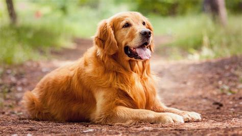 The Golden Retriever: An Intelligent Worker and a Patient Family Dog ...