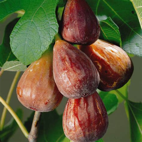 Fruit Fig Brown Turkey 2 Can 24/30" | The Plant Outlet @ Lancaster Farms