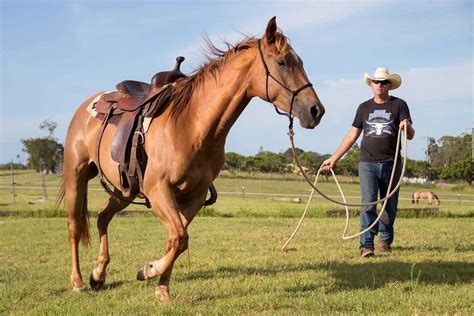 Horse Training