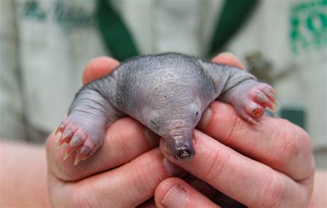 Think you’re having a bad day? This baby echidna has you beat