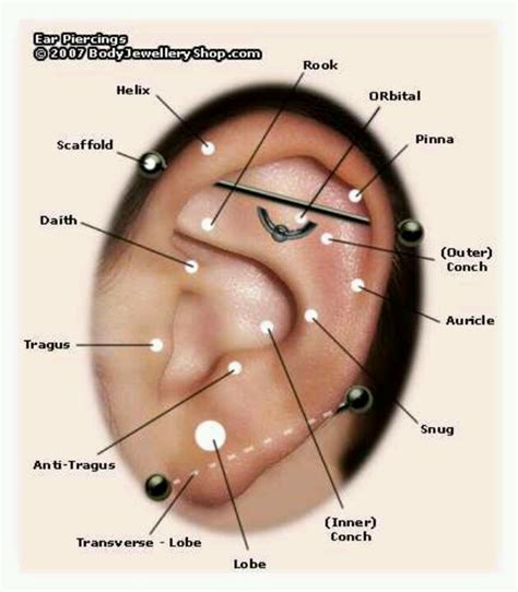 Pin by Jenni Walline on Piercings | Ear piercing diagram, Ear piercings ...