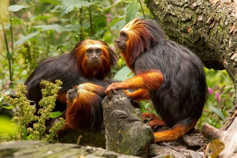 30 fascinating facts about primates