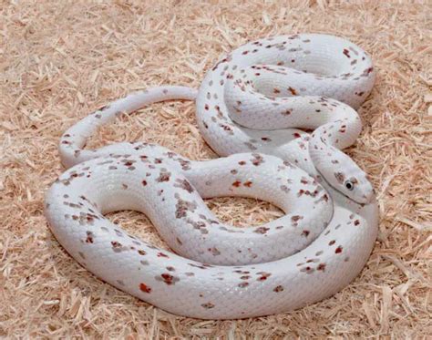 24 Beautiful Corn Snake Morphs, Colors and Prices (With Pictures ...