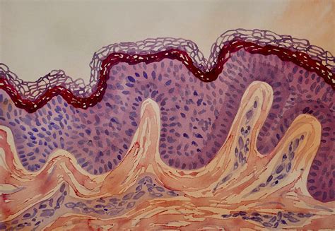 Skin cells - BioLamina