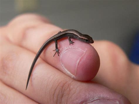 Top 10 smallest animals in the world - FLOOP