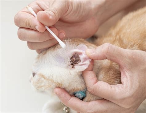 Can Humans Catch Ear Mites From Cats? Vet-Reviewed Facts | Hepper