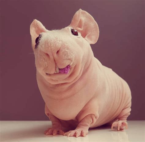 Hairless Guinea Pig