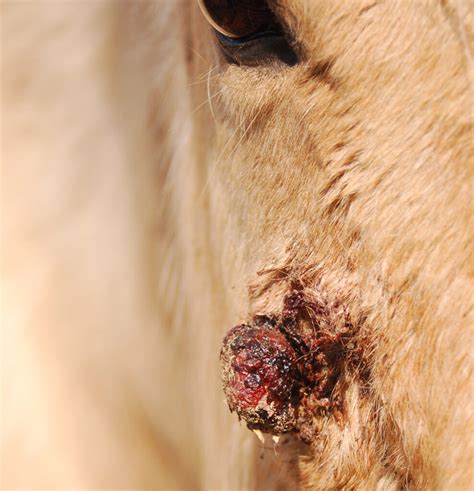 Equine Sarcoid Treatment Trial Using Influenza Virus Vectors ...