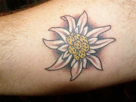 another small edelweiss Edelweiss Tattoo, Edelweiss Flower, Back ...