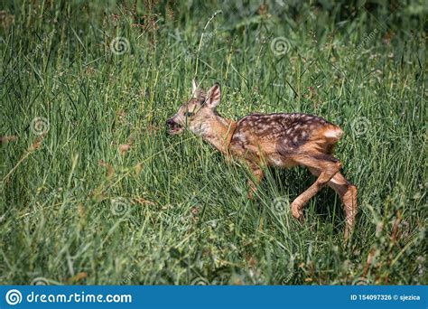 Roe Deer Fawn Standing in Grass Field Stock Photo - Image of bambi ...