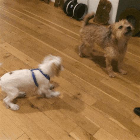 Dogs Trivia GIF by Bark - Find & Share on GIPHY