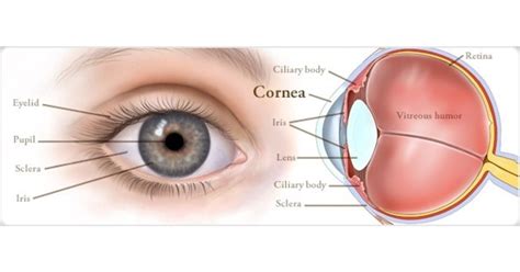 What is Cornea of Eye | Cornea Specialist Dr.Kareeshma Wadia | keratitis