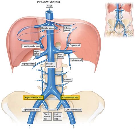 Common iliac vein anatomy and function