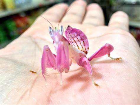 Orchid Mantis : r/RealLifeShinies