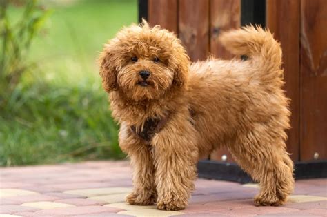 Brown Maltipoo: Facts, Traits, Genetics & FAQs (With Pictures)