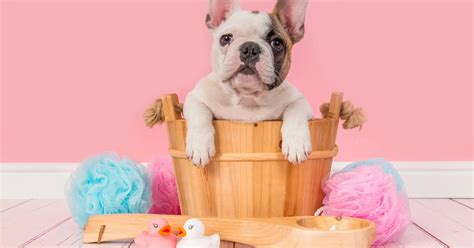 French Bulldog Grooming Tips for Beginners - All Our Creatures