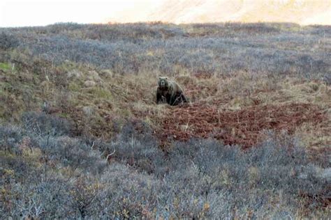 Photos | Kodiak Bear Hunting Guide