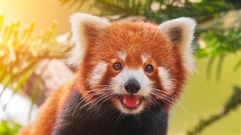 From Vocalisation to Marking Territories, This is How Red Pandas ...