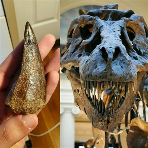 Is this Real T.Rex tooth? - Is It Real? How to Recognize Fossil ...