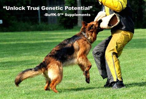 Schutzhund Dogs - BuffK-9® Dog Supplements