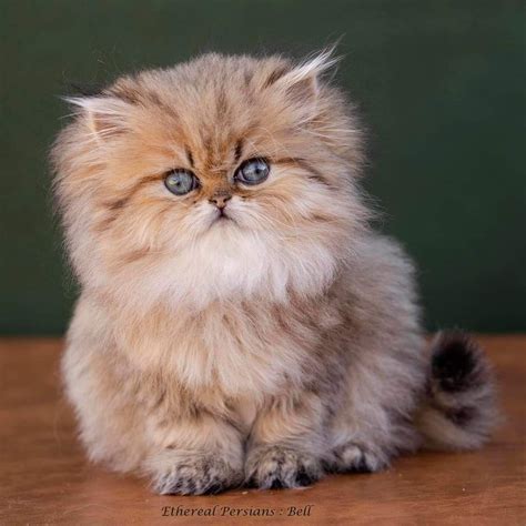 Super Fluffy Persian kitten | Persian kittens, Cute baby cats, Fluffy cat