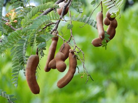 Tamarind Tree (Tamarindus indica) - Garden.org