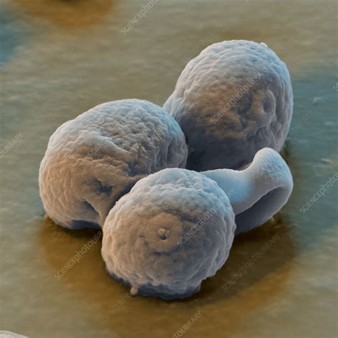 Rye pollen, SEM - Stock Image - B786/0748 - Science Photo Library