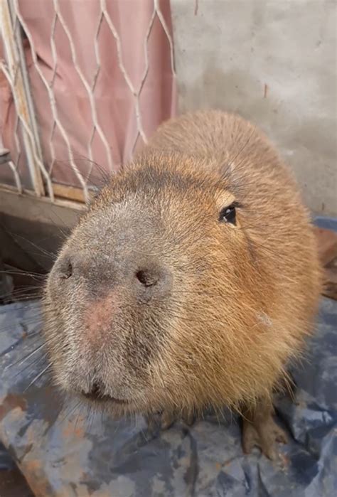 Capybara eating watermelon : r/capybara