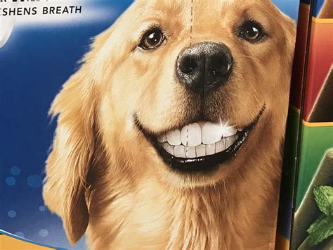 Dog with Human Teeth... | Human teeth, Dog showing teeth, Dogs