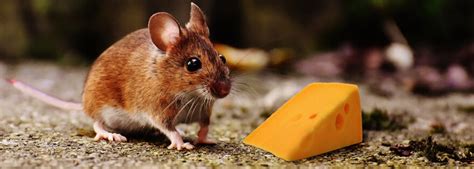 Do mice really like cheese: Fact or Fiction? | EarthKind