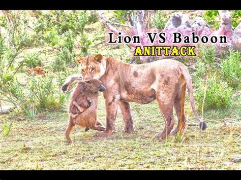 Lion vs Baboon best attacks HD - video Dailymotion