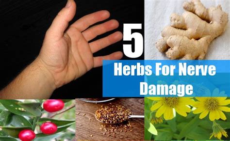 Herbs For Nerve Damage | Nerve damage, Nerve health, Crps