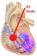 Atrioventricular Node