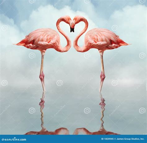 Love Birds stock image. Image of feathers, tacky, aviary - 1820945